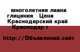 многолетняя лиана глициния › Цена ­ 300 - Краснодарский край, Краснодар г.  »    
